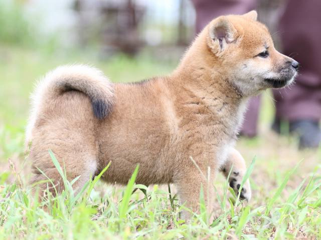 FP5A5751-puupy-shibainu FP5A5751-puupy-shibainu