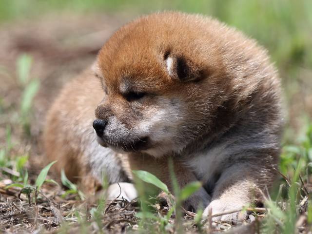 FP5A5759-puupy-shibainu FP5A5759-puupy-shibainu