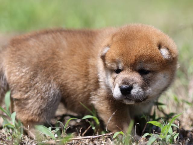 FP5A5768-puupy-shibainu FP5A5768-puupy-shibainu