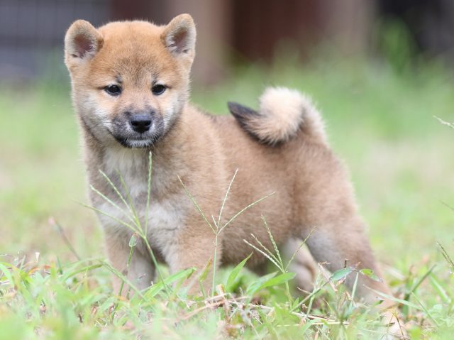 FP5A5772-puupy-shibainu FP5A5772-puupy-shibainu