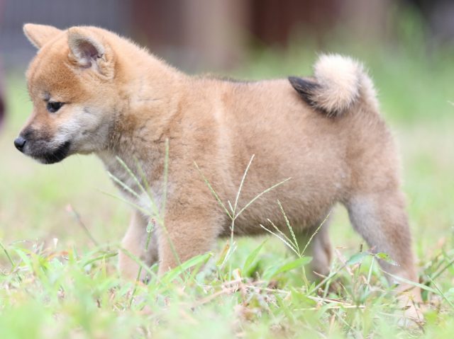 FP5A5776-puupy-shibainu FP5A5776-puupy-shibainu