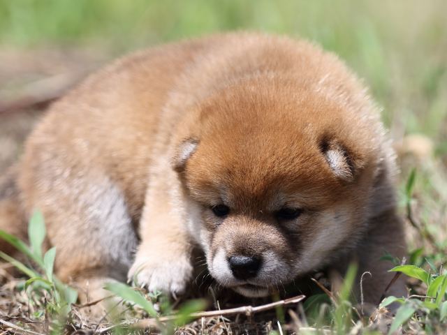 FP5A5778-puupy-shibainu FP5A5778-puupy-shibainu