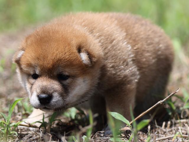 FP5A5781-puupy-shibainu FP5A5781-puupy-shibainu