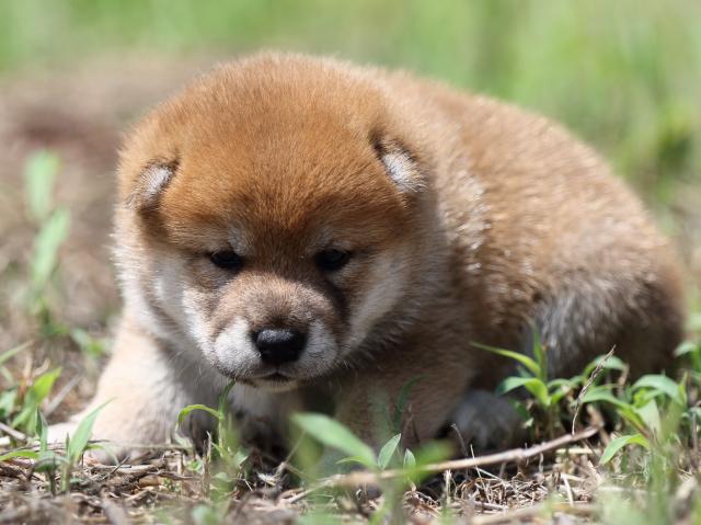 FP5A5790-puupy-shibainu FP5A5790-puupy-shibainu