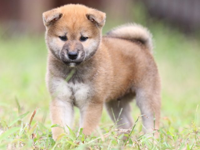 FP5A5805-puupy-shibainu FP5A5805-puupy-shibainu