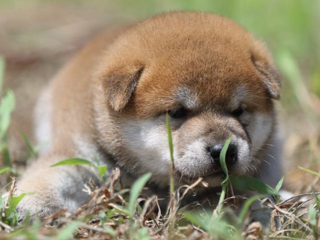 FP5A5814-puupy-shibainu FP5A5814-puupy-shibainu
