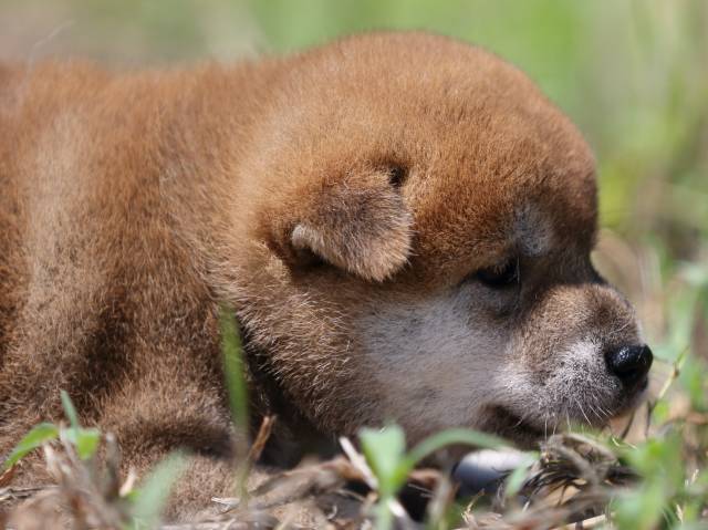 FP5A5820-puupy-shibainu FP5A5820-puupy-shibainu