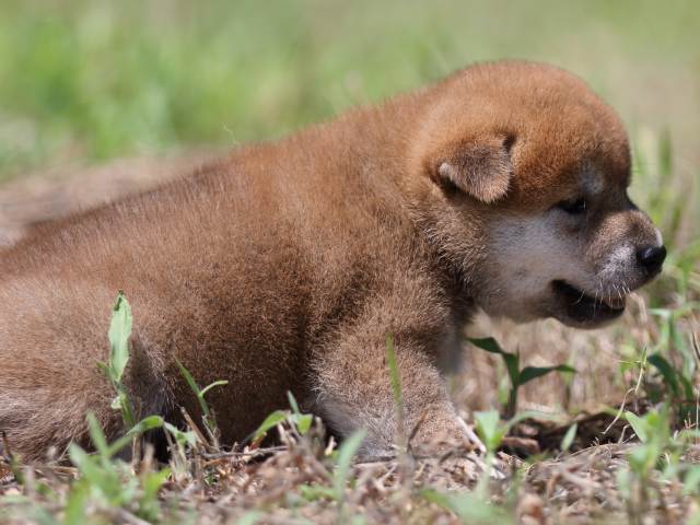 FP5A5825-puupy-shibainu FP5A5825-puupy-shibainu