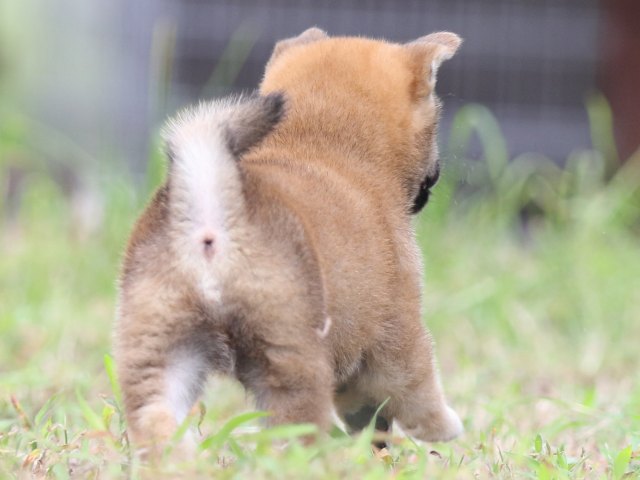 FP5A5825-puupy-shibainu FP5A5825-puupy-shibainu