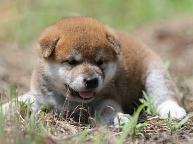 FP5A5830-puupy-shibainu FP5A5830-puupy-shibainu