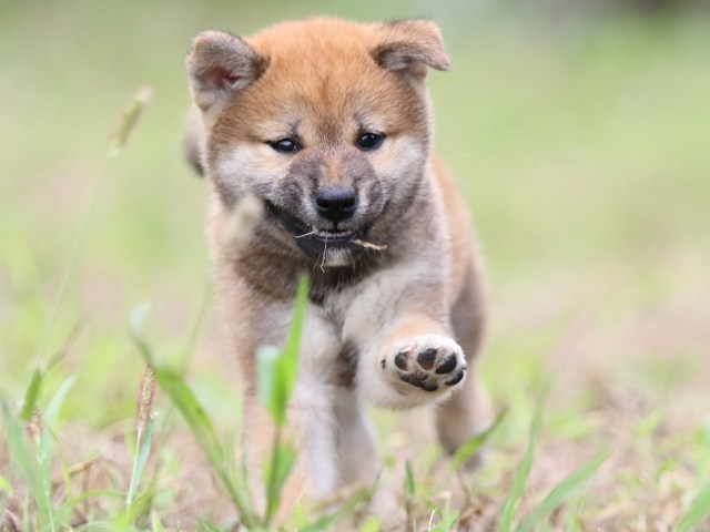 FP5A5832-puupy-shibainu FP5A5832-puupy-shibainu