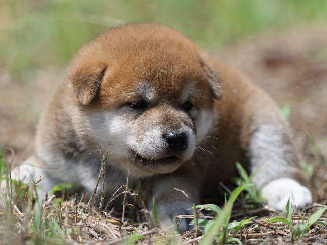 FP5A5841-puupy-shibainu FP5A5841-puupy-shibainu