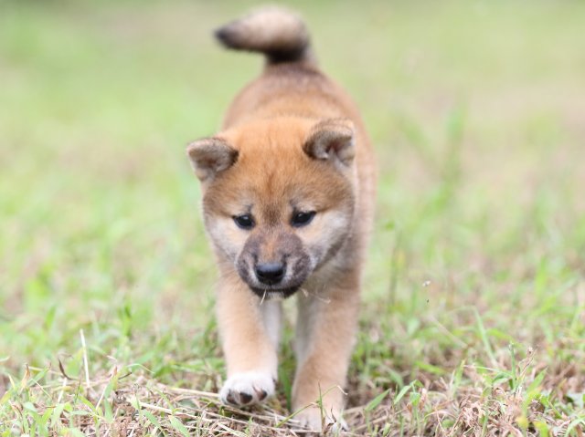 FP5A5841-puupy-shibainu FP5A5841-puupy-shibainu