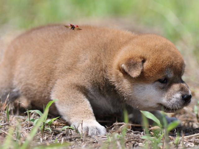 FP5A5848-puupy-shibainu FP5A5848-puupy-shibainu