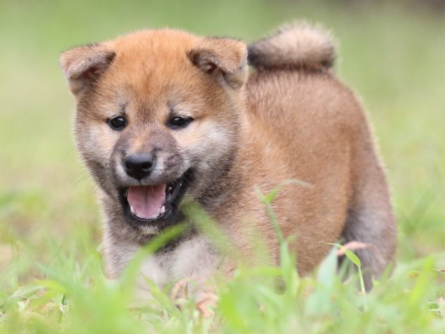 FP5A5867-puupy-shibainu FP5A5867-puupy-shibainu