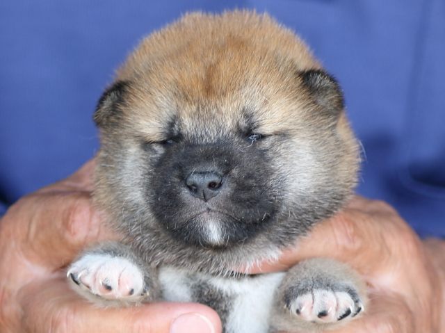 FP5A5870-puupy-shibainu FP5A5870-puupy-shibainu