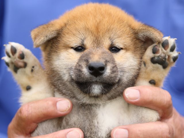 FP5A5873-puupy-shibainu FP5A5873-puupy-shibainu