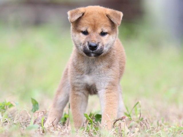 FP5A5881-puupy-shibainu FP5A5881-puupy-shibainu
