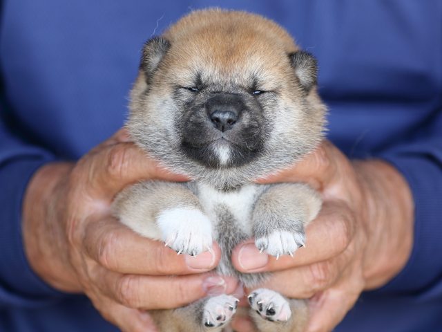 FP5A5886-puupy-shibainu FP5A5886-puupy-shibainu