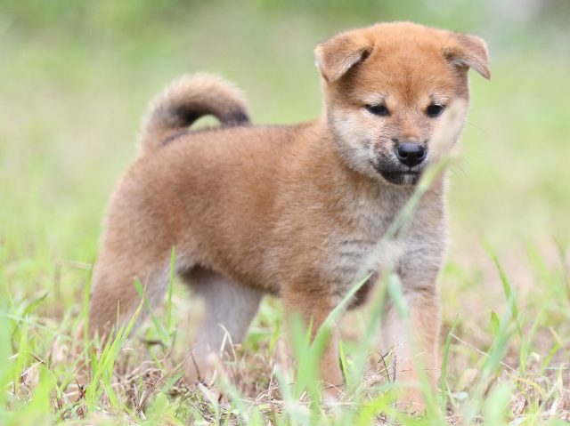 FP5A5891-puupy-shibainu FP5A5891-puupy-shibainu