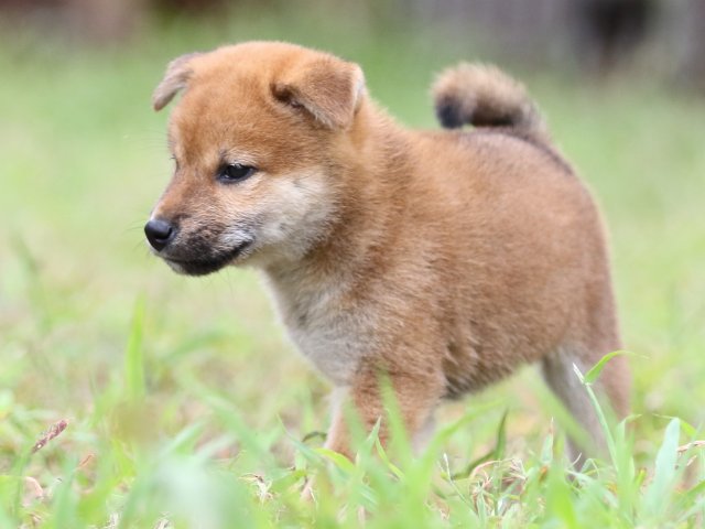 FP5A5897-puupy-shibainu FP5A5897-puupy-shibainu
