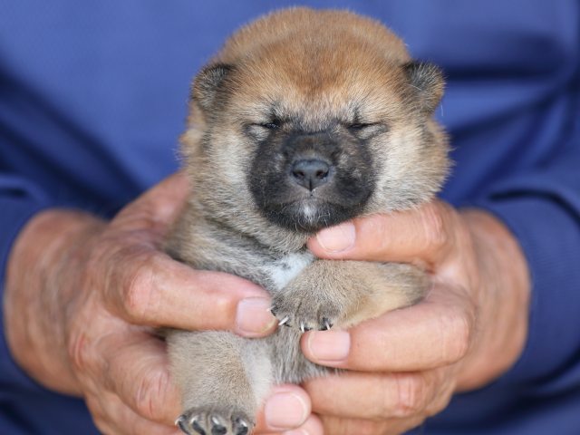 FP5A5903-puupy-shibainu FP5A5903-puupy-shibainu