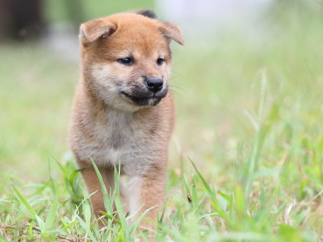 FP5A5906-puupy-shibainu FP5A5906-puupy-shibainu