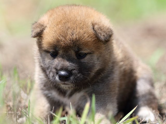 FP5A5913-puupy-shibainu FP5A5913-puupy-shibainu