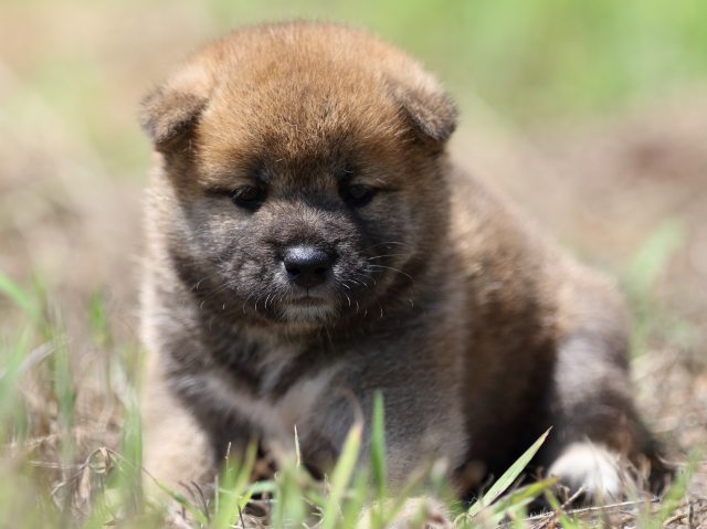 FP5A5929-puupy-shibainu FP5A5929-puupy-shibainu