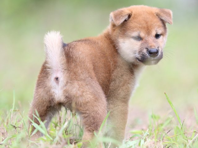 FP5A5942-puupy-shibainu FP5A5942-puupy-shibainu