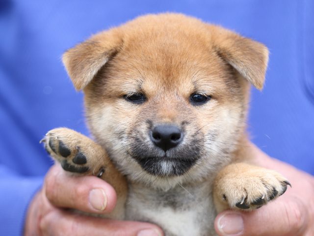FP5A5947-puupy-shibainu FP5A5947-puupy-shibainu