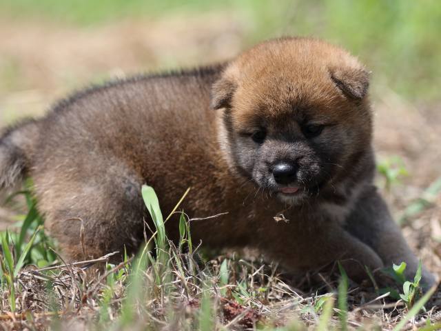 FP5A5977-puupy-shibainu FP5A5977-puupy-shibainu