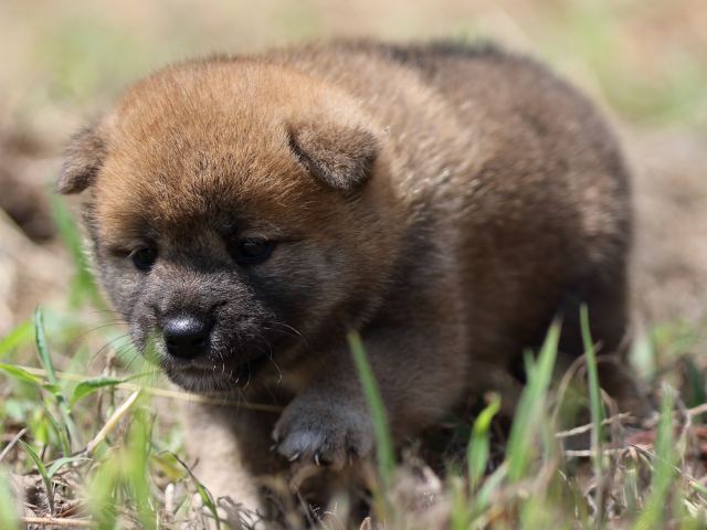 FP5A5985-puupy-shibainu FP5A5985-puupy-shibainu