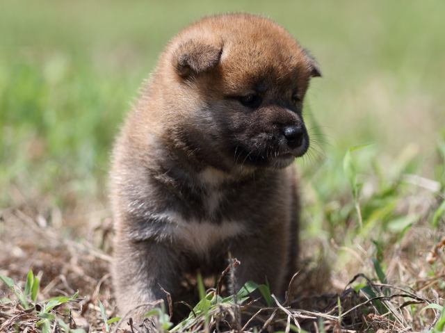 FP5A6015-puupy-shibainu FP5A6015-puupy-shibainu