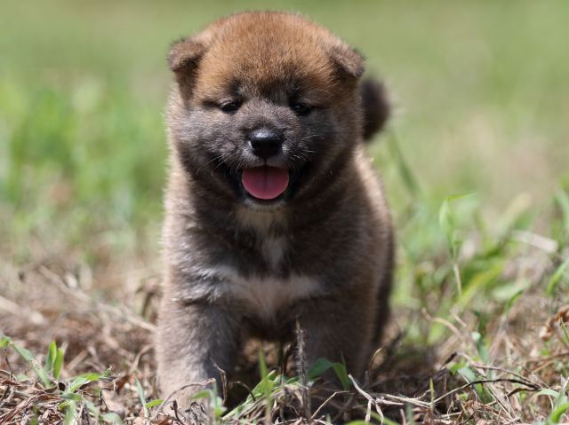 FP5A6022-puupy-shibainu FP5A6022-puupy-shibainu