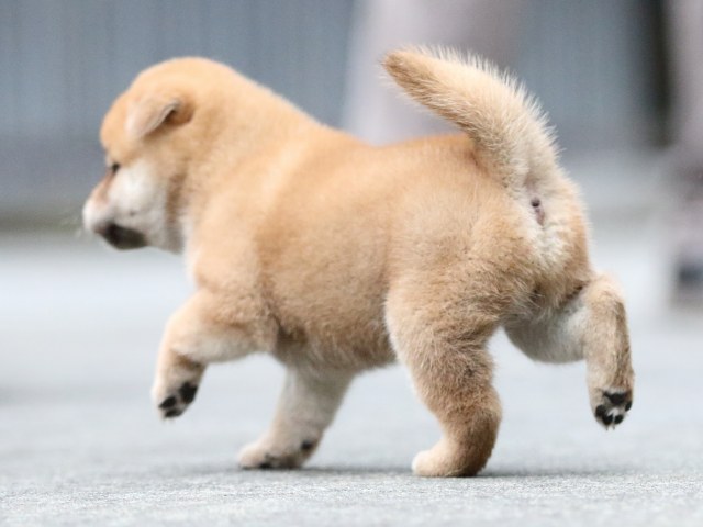 FP5A6182-puupy-shibainu FP5A6182-puupy-shibainu
