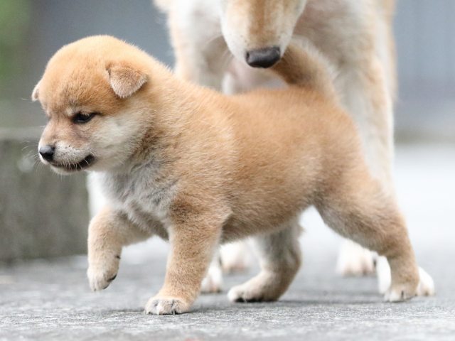 FP5A6217-puupy-shibainu FP5A6217-puupy-shibainu