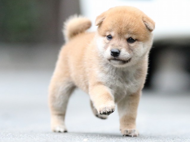 FP5A6236-puupy-shibainu FP5A6236-puupy-shibainu