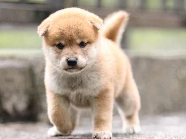 FP5A6293-puupy-shibainu FP5A6293-puupy-shibainu