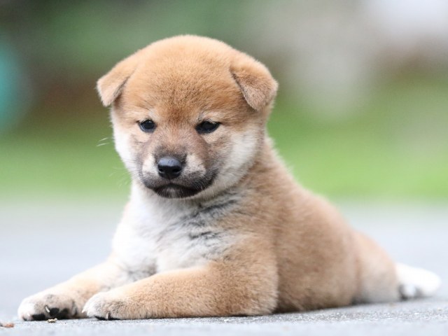 FP5A6320-puupy-shibainu FP5A6320-puupy-shibainu