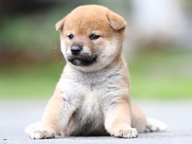 FP5A6326-puupy-shibainu FP5A6326-puupy-shibainu