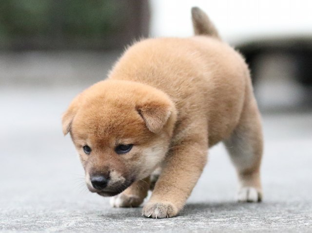 FP5A6336-puupy-shibainu FP5A6336-puupy-shibainu