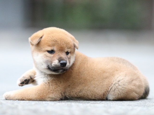 FP5A6358-puupy-shibainu FP5A6358-puupy-shibainu