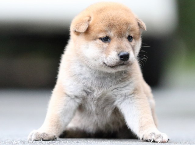 FP5A6364-puupy-shibainu FP5A6364-puupy-shibainu