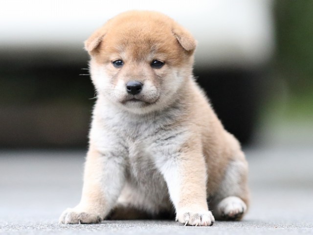FP5A6369-puupy-shibainu FP5A6369-puupy-shibainu