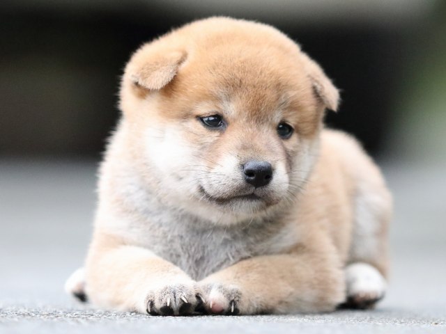 FP5A6386-puupy-shibainu FP5A6386-puupy-shibainu