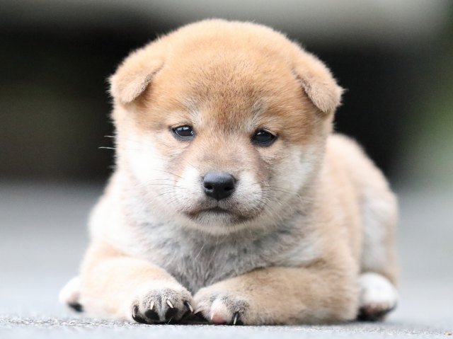 FP5A6389-puupy-shibainu FP5A6389-puupy-shibainu