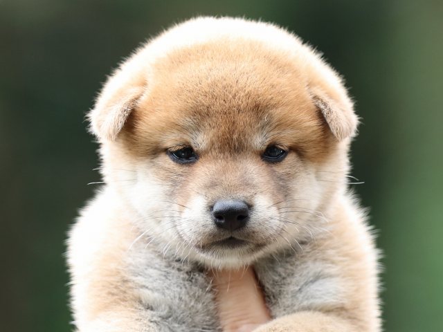FP5A6432-puupy-shibainu FP5A6432-puupy-shibainu