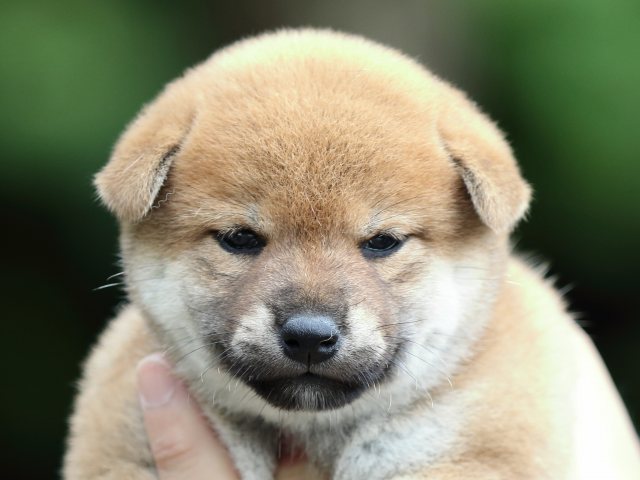 FP5A6460-puupy-shibainu FP5A6460-puupy-shibainu