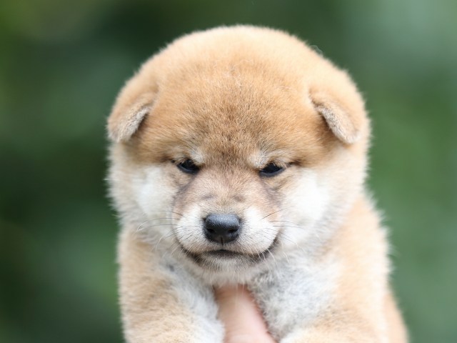 FP5A6467-puupy-shibainu FP5A6467-puupy-shibainu
